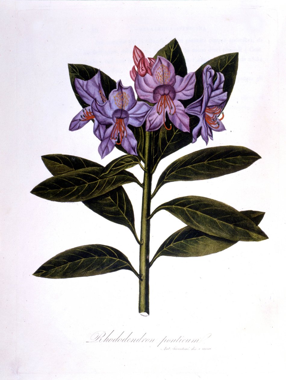 Rododendron (Rododendron Bridges). od Unknown artist