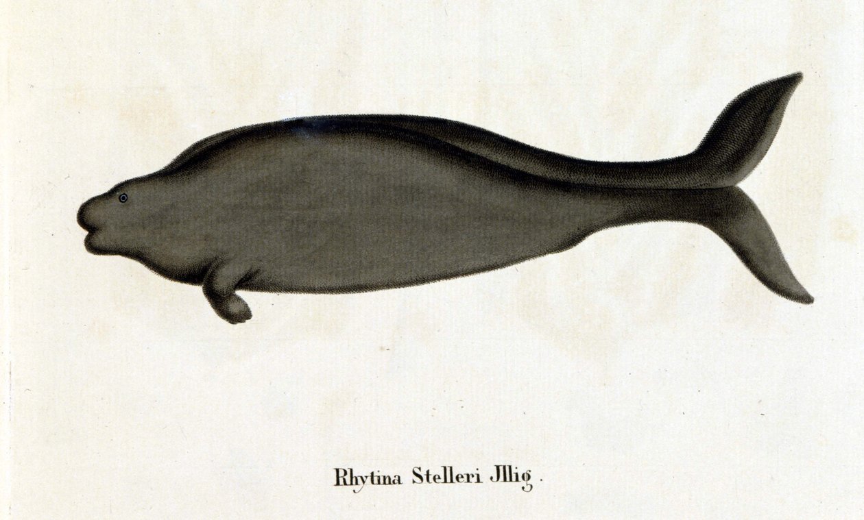Rhytina Stelleri nazývaná také mořská kráva Steller, exemplář zmizel v 18. století. od Unknown artist