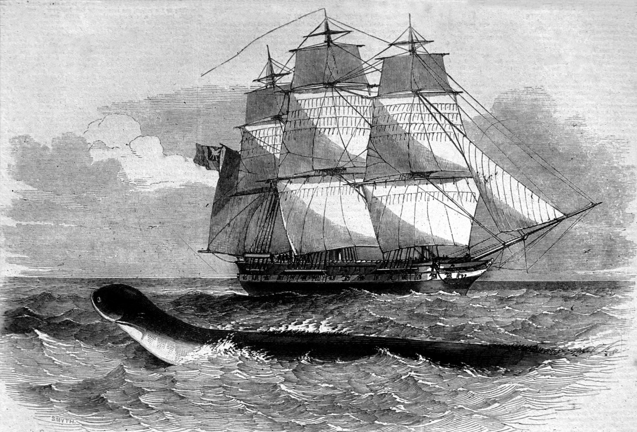 Mořská příšera: výskyt mořského hada na fregatní cestě Daedalus v roce 1848. Rytina z 19. století. od Unknown artist