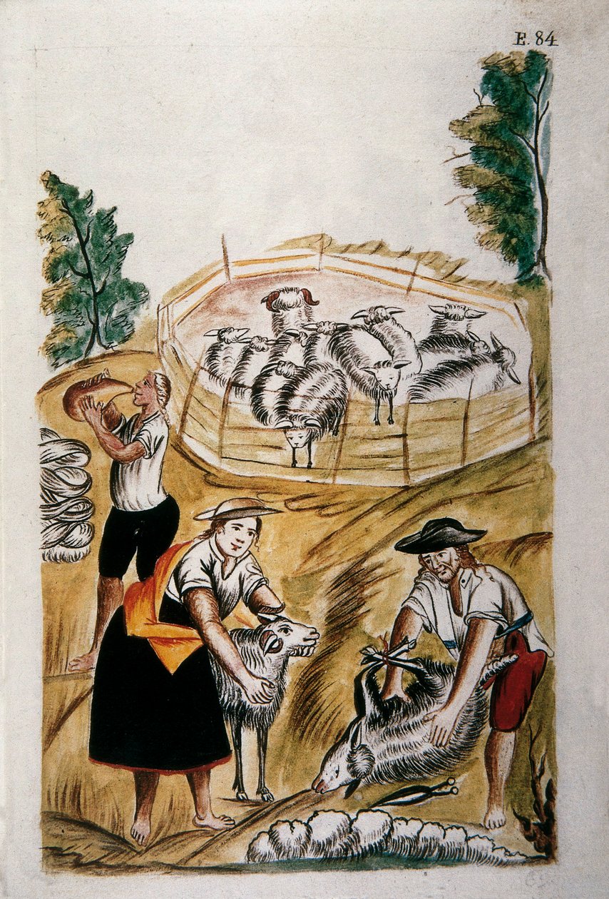 Stříhání ovcí, z knihy „Trujillo del Peru“ nebo „Códice Martínez Compañón“, od Baltazara Martineze Compañóna y Bujandy, biskupa z Trujillo (1782-1785) od Unknown artist