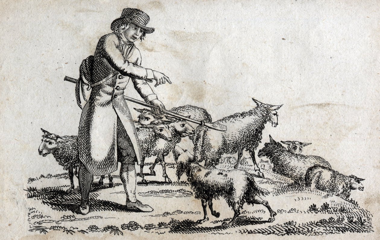 Pastýř se svým stádem ovcí. Rytina konce 18. století. Soukromá sbírka. od Unknown artist