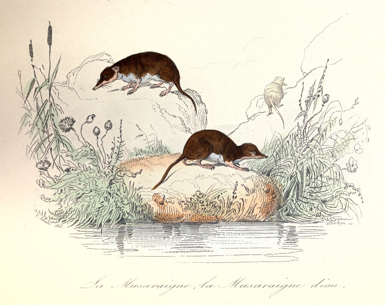 Žralok a vodní žralok klasifikovaní podle Linnénovy nomenklatury a Cuviera (rytina) od Unknown artist