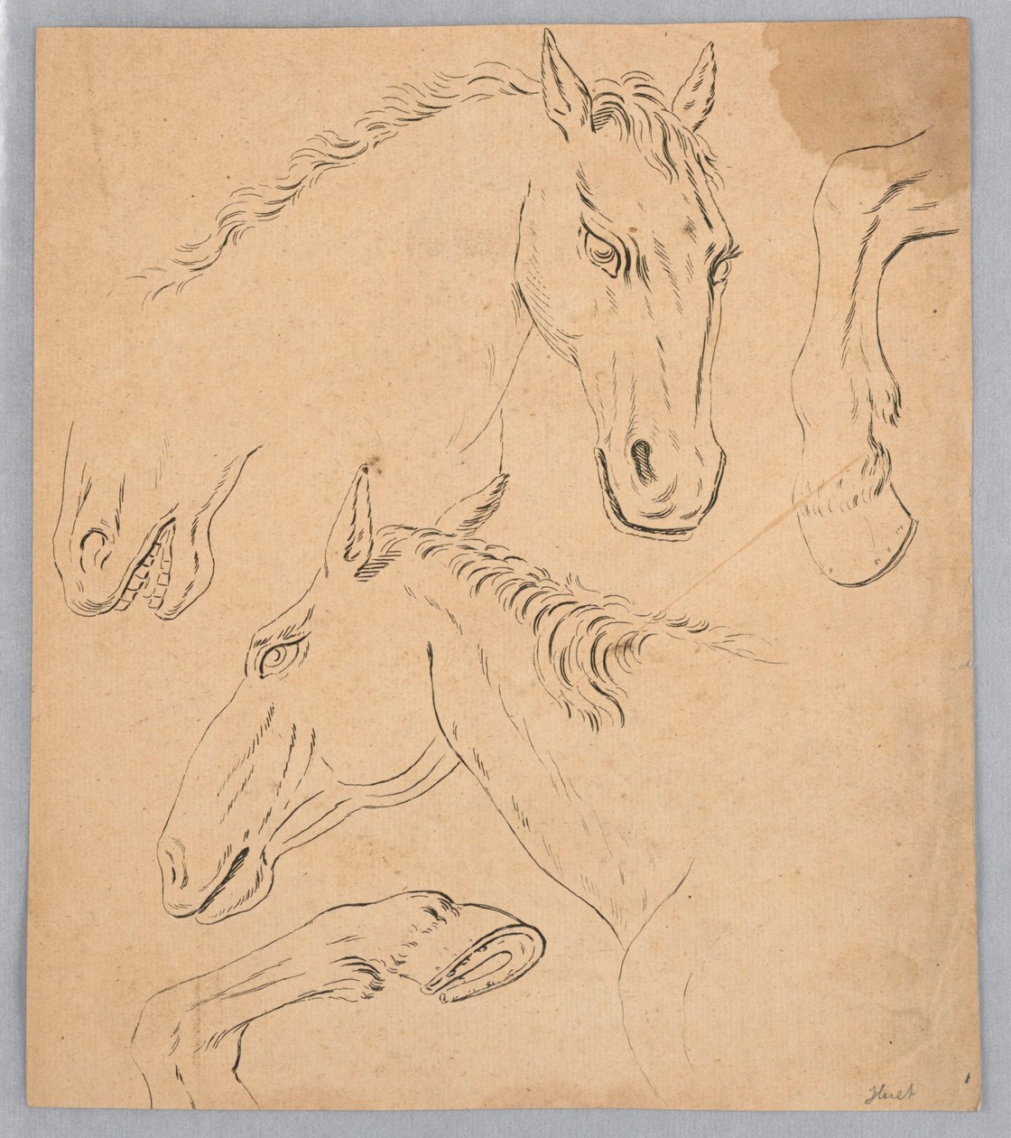 Náčrtky koňských hlav a kopyt od Unknown artist