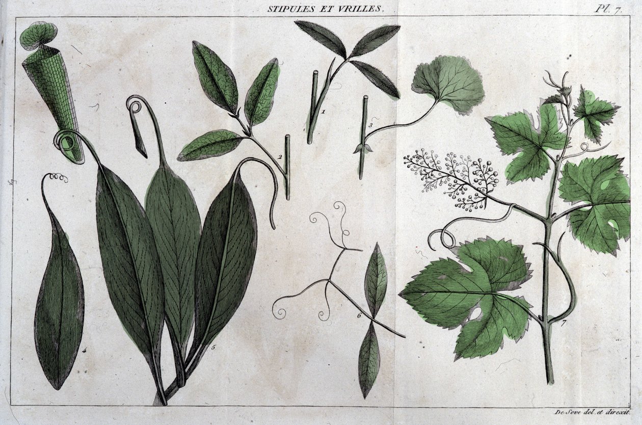 Palisty a úponky: v „“ Flora Françoise, neboli stručný popis všech rostlin, které přirozeně rostou ve Francii, uspořádané podle nové metody analýzy, ke které jsou uvedeny jejich nejméně nejednoznačné přednosti v lékařství a jejich užitečnost v od Unknown artist