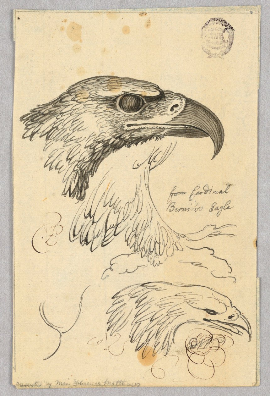 Studie dvou orlích hlav a jednoho křídla, od kardinála Bernise Orla od Unknown artist
