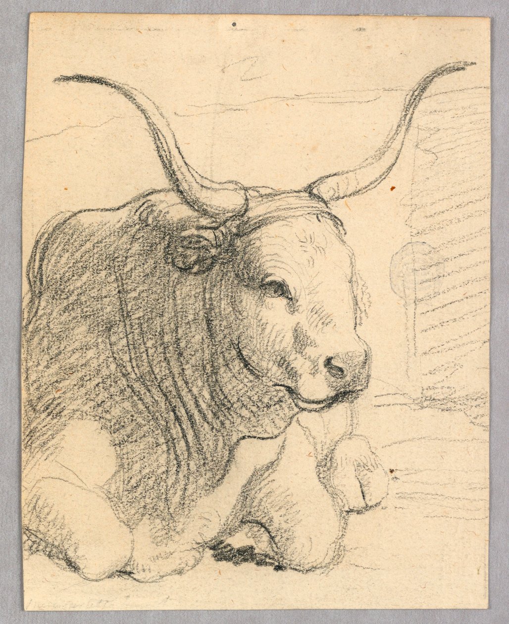 Studie: ležící kráva od Unknown artist