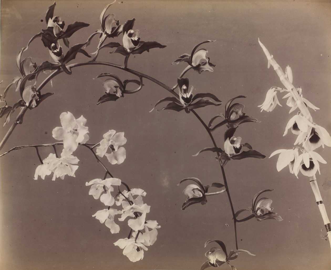 Studium orchidejí od Unknown artist