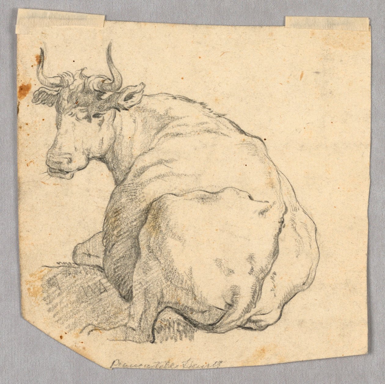 Studie krávy od Unknown artist