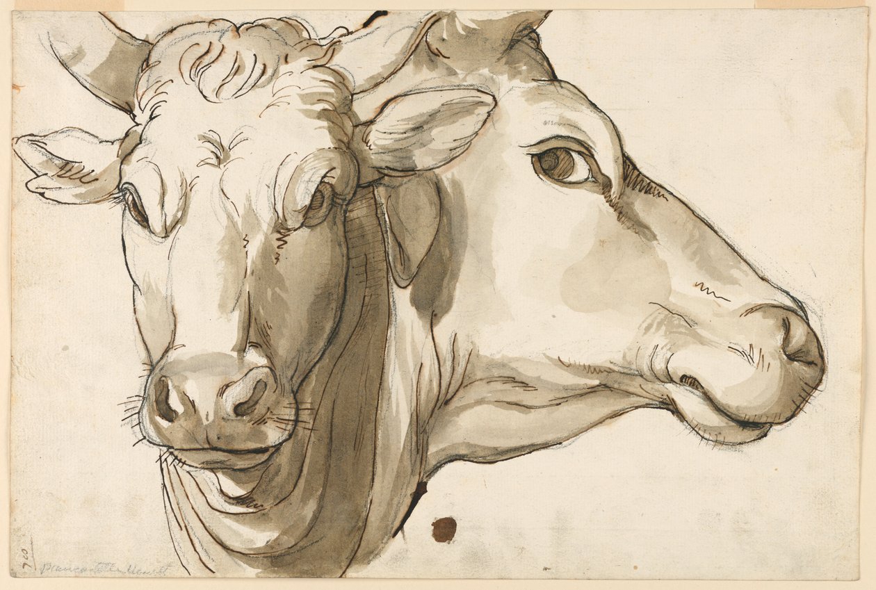 Studie krávy od Unknown artist