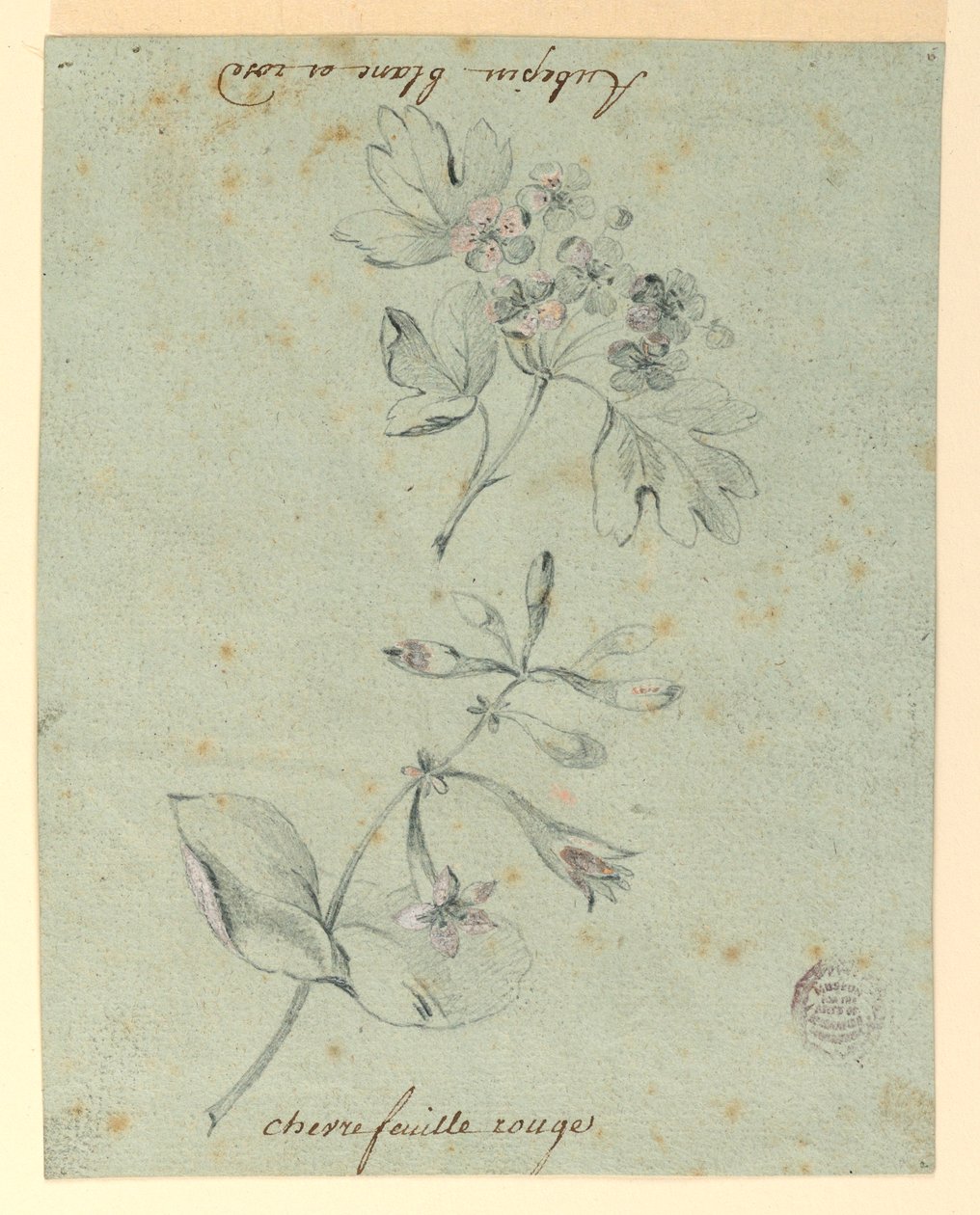 Studie hlohu a zimolezu od Unknown artist