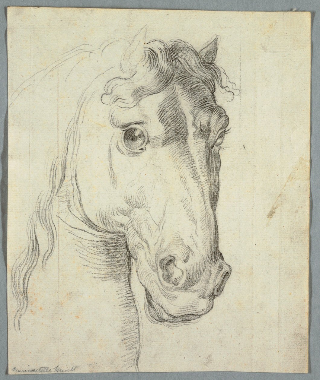 Studie koně od Unknown artist