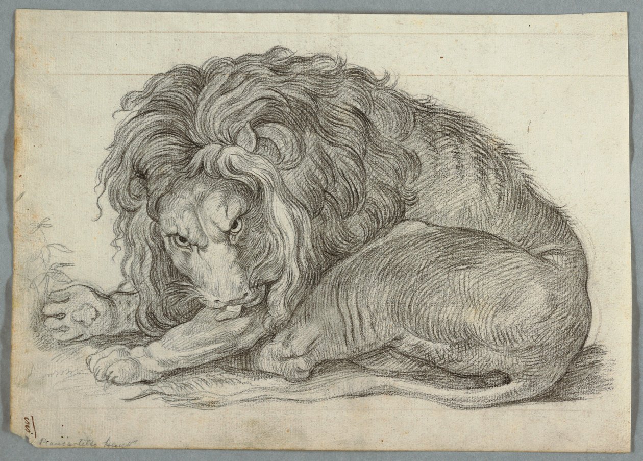 Studie lva od Unknown artist