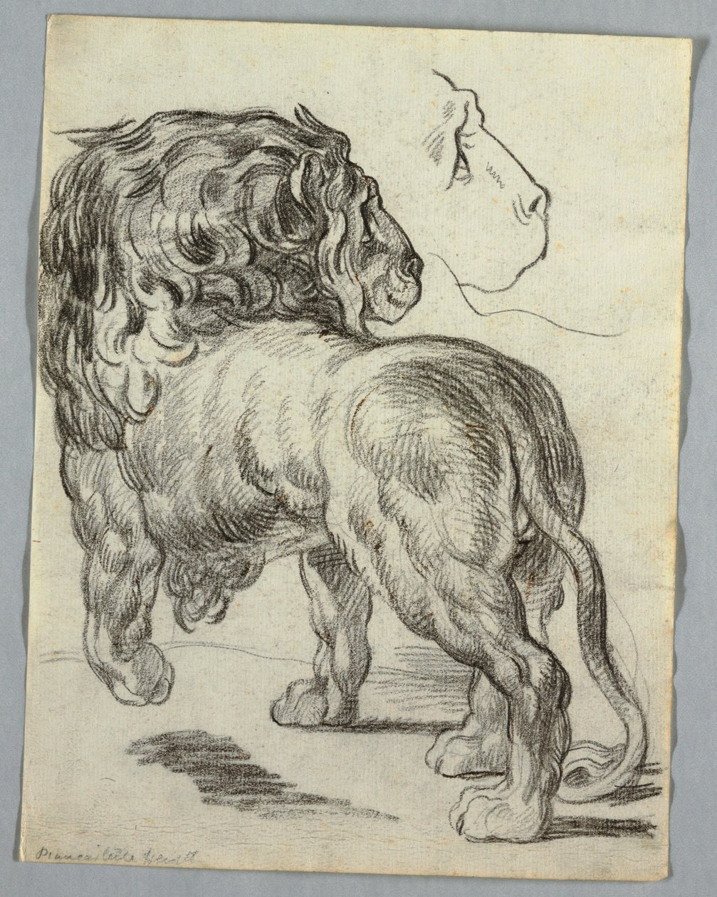Studie lva od Unknown artist