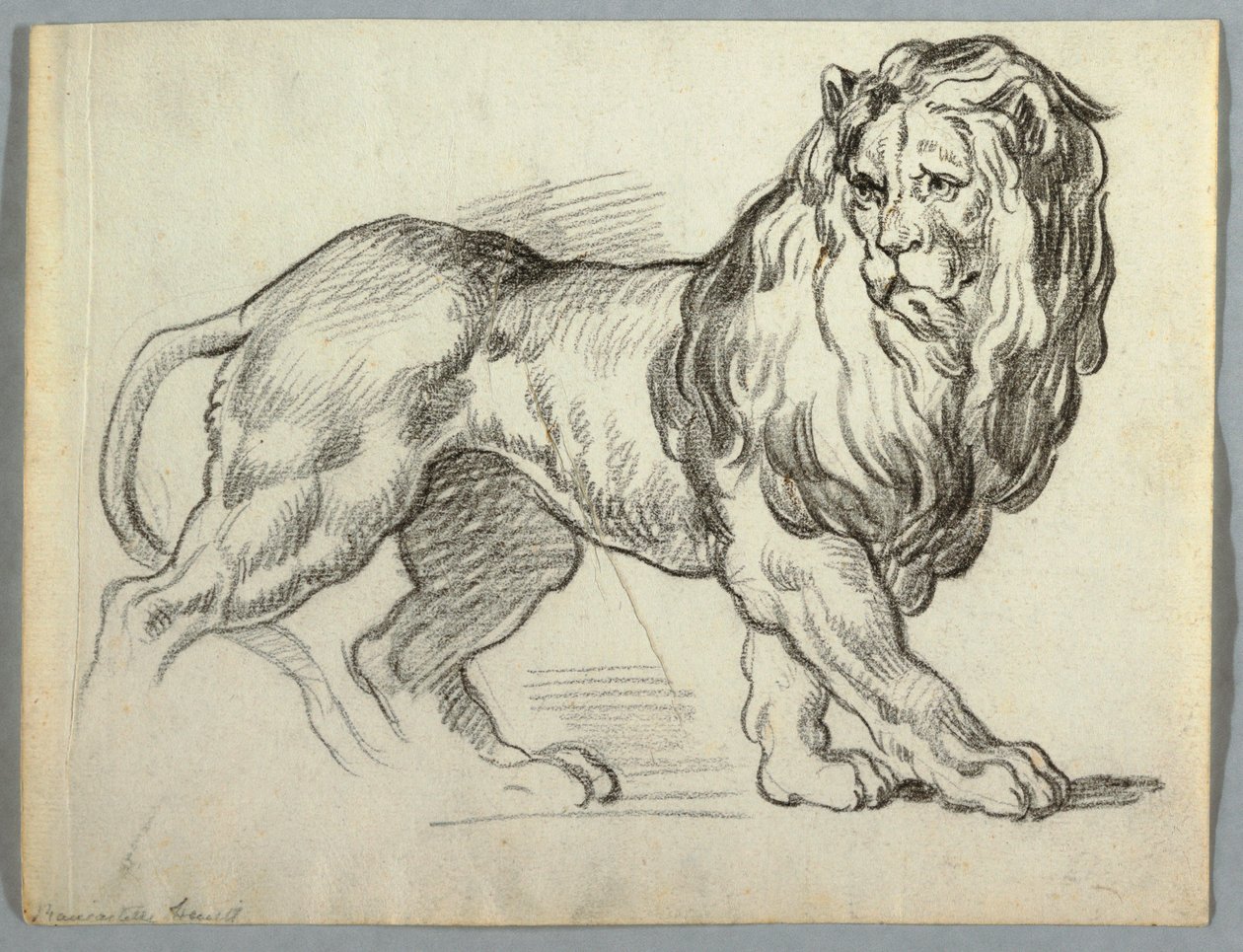 Studie lva od Unknown artist