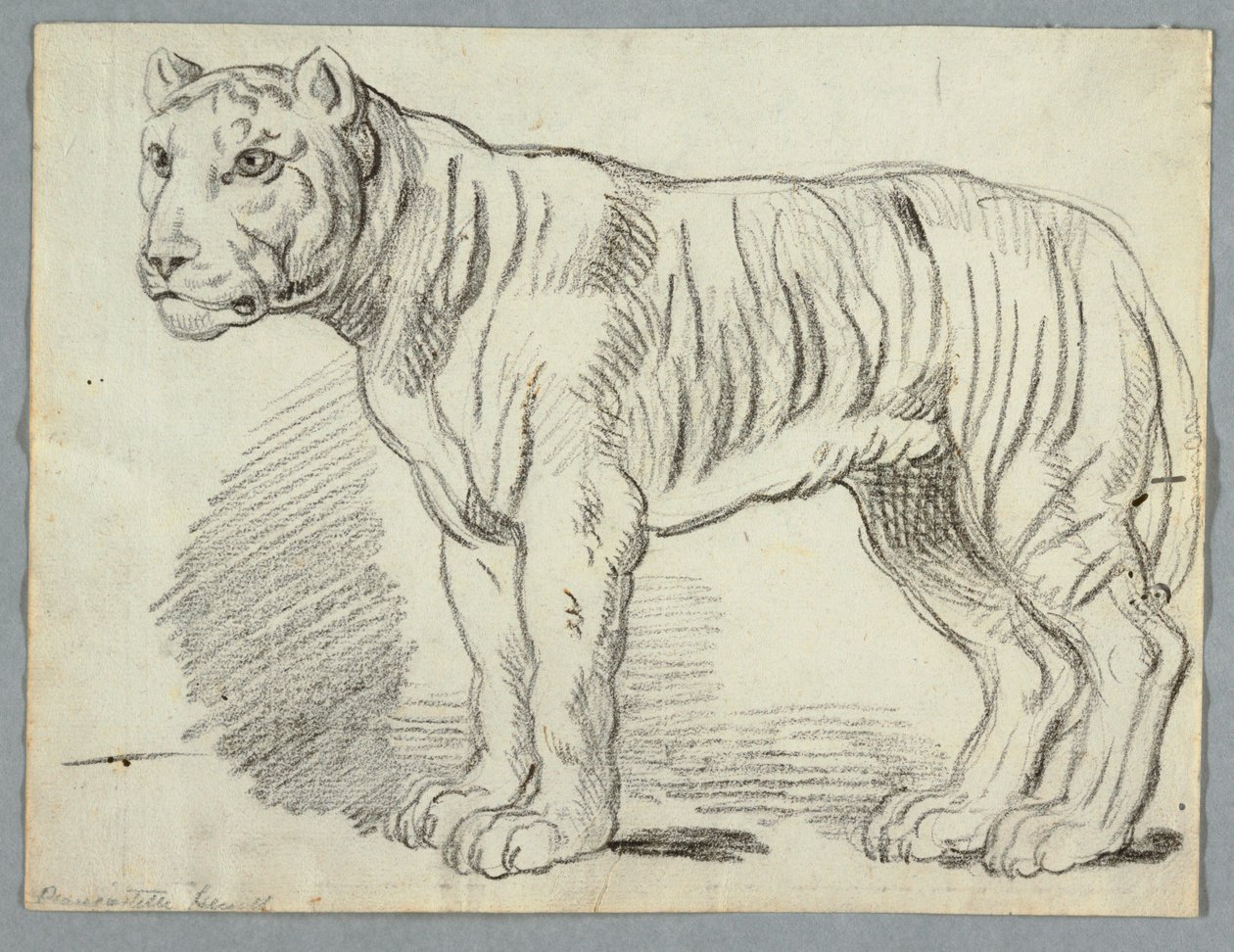 Studie tygra od Unknown artist