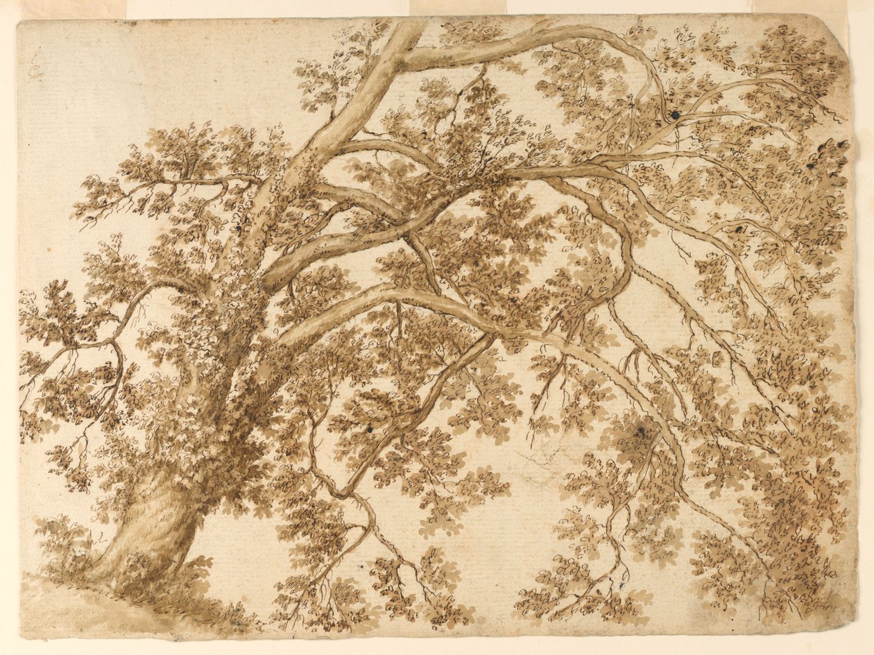 Studie stromu od Unknown artist