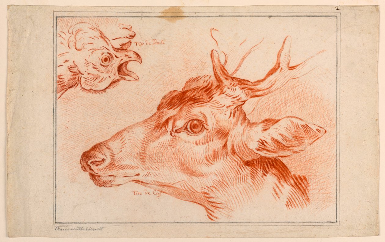 Studie o hlavách kuřete a jelena od Unknown artist