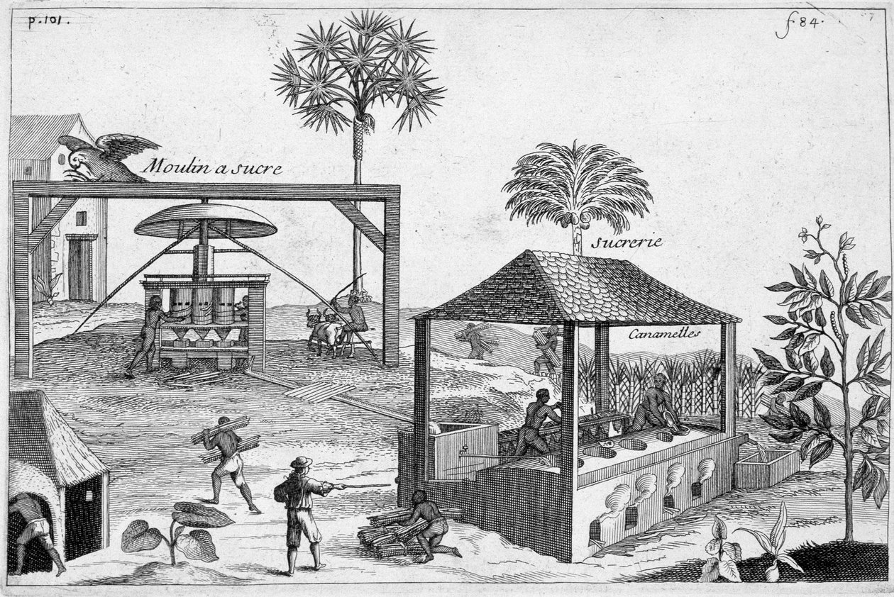 Výroba cukru: Cukrovar a cukrovar - v „“Obecné historii drog, jednoduchých a složených“” od Pometa od Unknown artist