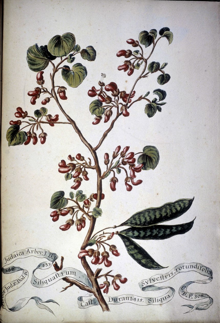 Sylvestris Rotundifolia. Herbář z 19. století. od Unknown artist