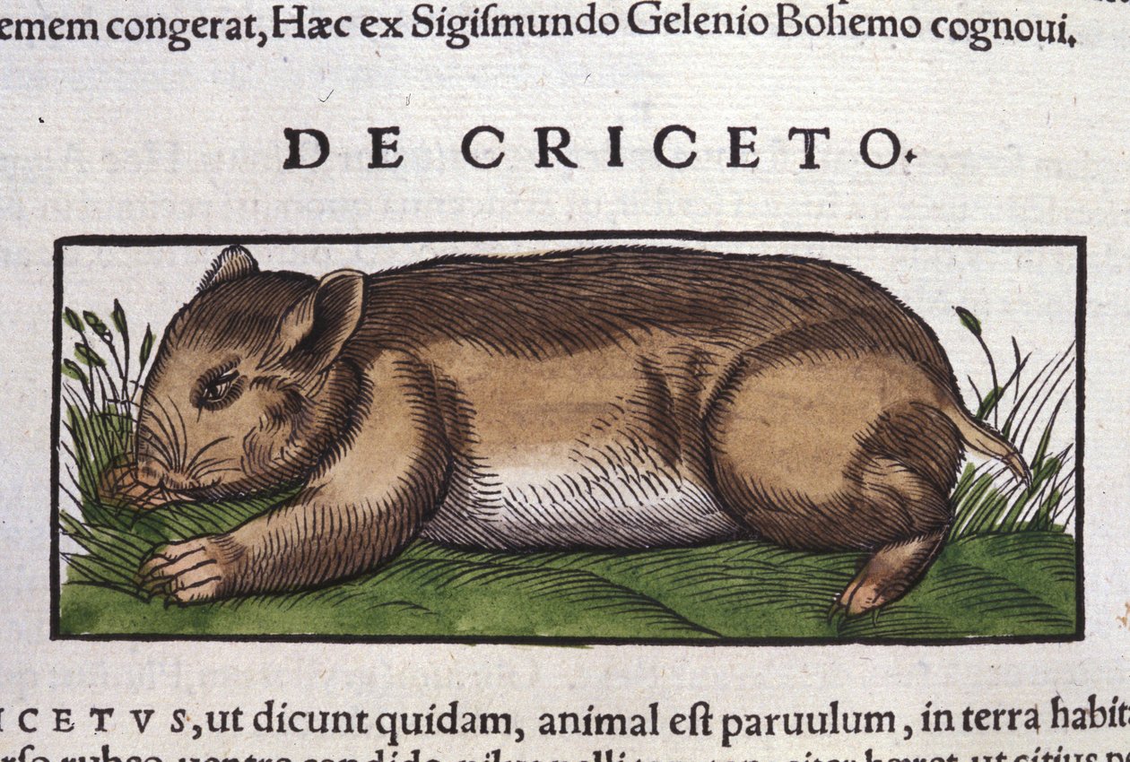 Křeček v dějinách zvířat od Conrada Gesnera (1516 - 1565), Tiguri od Unknown artist