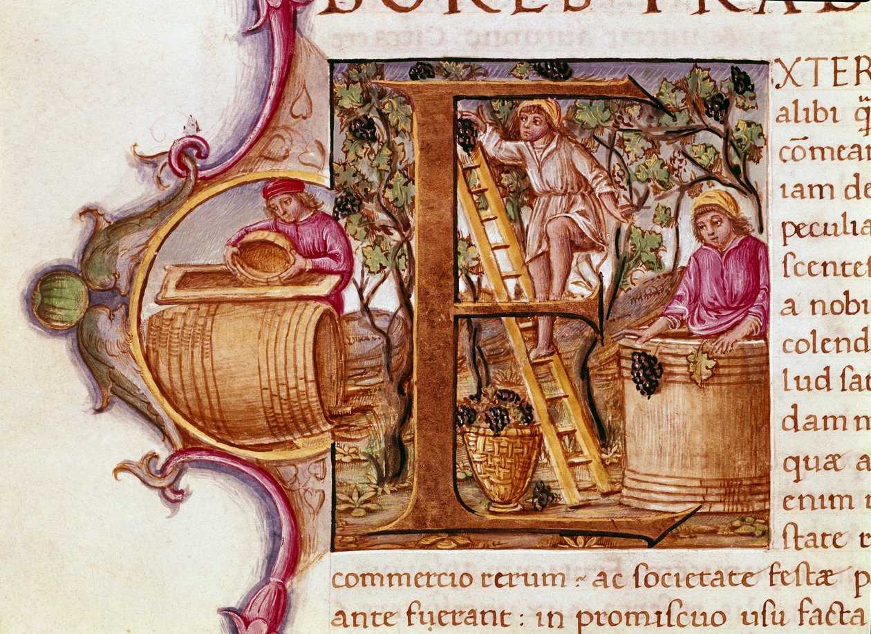 Harvest Lettrine rukopisu „Přírodopis“ římského spisovatele a přírodovědce Plinia Staršího (23-79 n. l.) 15. století Benátská biblioteca Marciana od Unknown artist