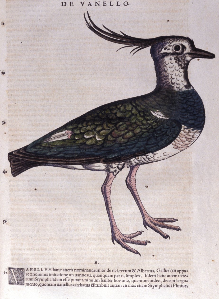 Čejka v Historia Animalium od Conrada Gesnera (1516 - 1565), Tiguri od Unknown artist