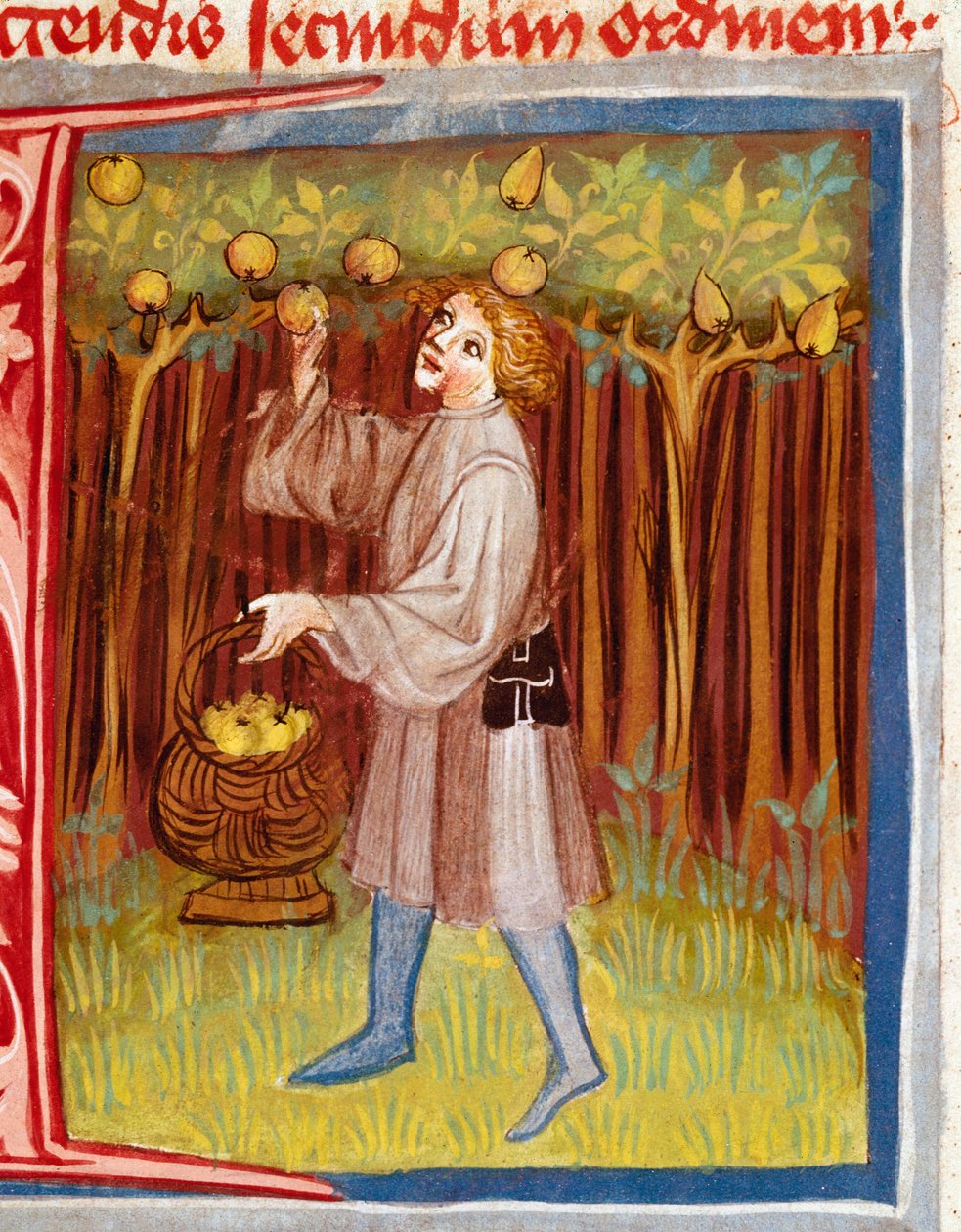 Sbírání ovocné miniatury z „“ Rustikální aneb Kniha zisku země a venkova“ (Rerum ruralium commodorum) od Pietra de Crescenzi (Půlměsíc nebo Půlměsíc) (1233-1320) Praha 14. století, Biblioteca Nazionale od Unknown artist