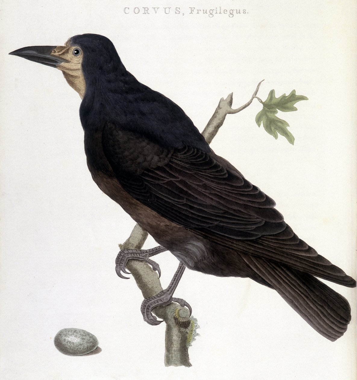 The Raven Frugilegus - přírodopisná tabule od Unknown artist