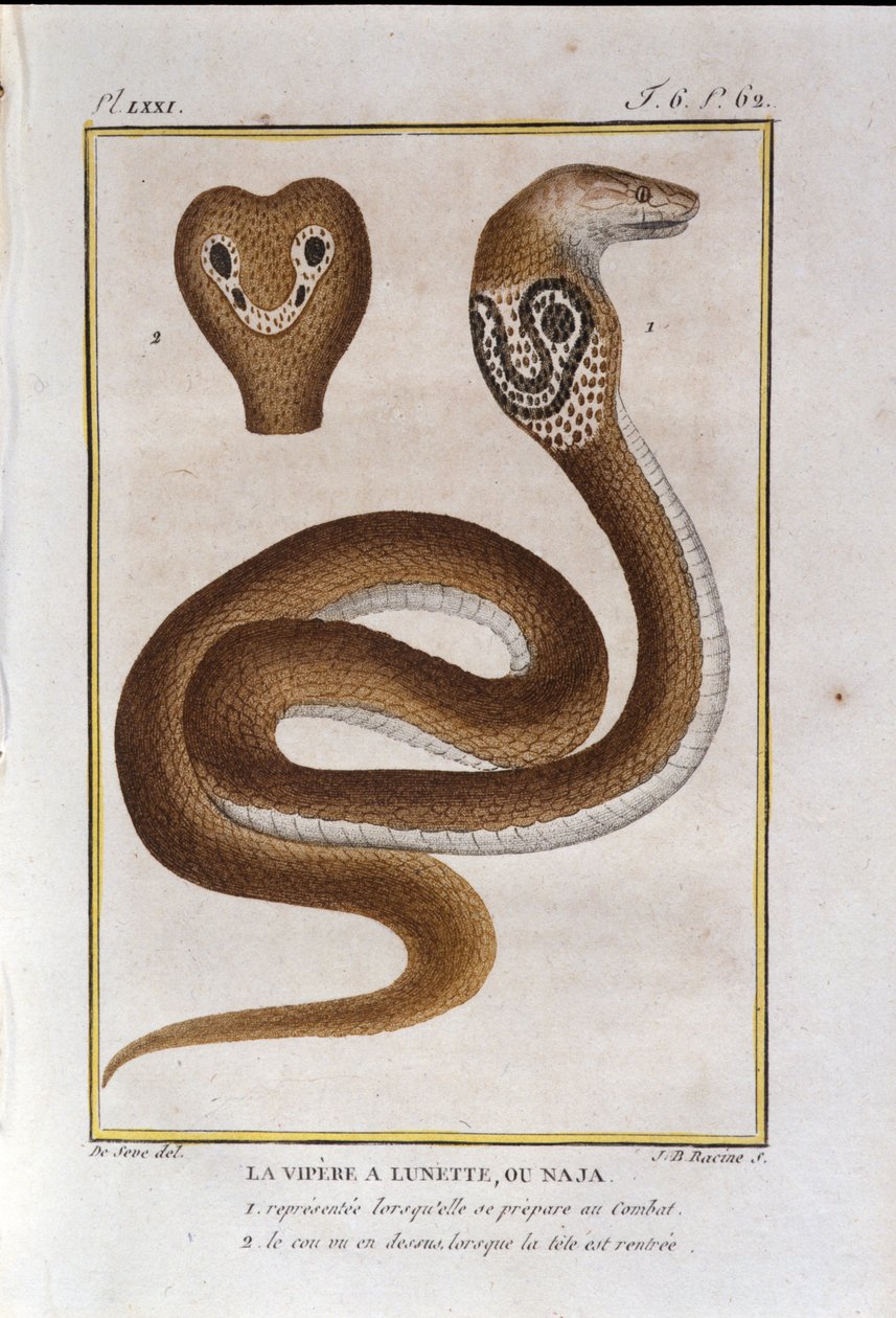 Zmije bezel nebo Naja. Talíř převzatý ze zrady Natural History of "" Works of Buffon"" od přírodovědce Georgese Louise Leclerca, hraběte z Buffonu (1707 - 1788). 19. století od Unknown artist