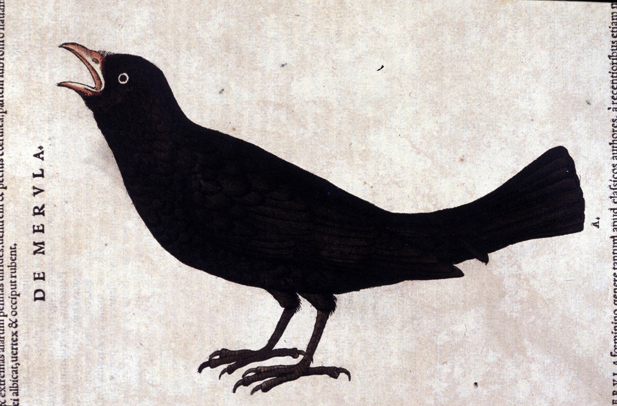 Kos podle historie zvířat od Konrada Gesnera, Tiguri od Unknown artist