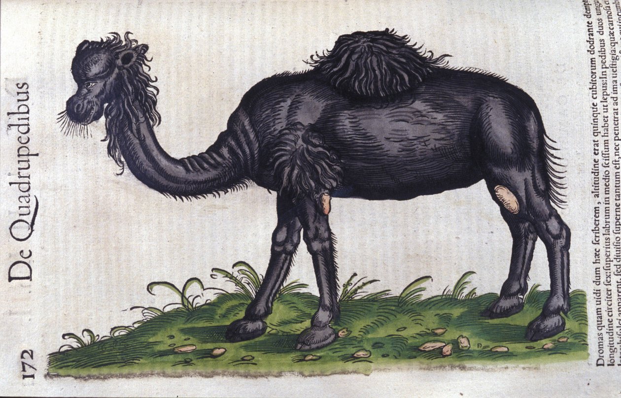 Velbloud z Historie zvířat od Konrada Gesnera, Tiguri od Unknown artist