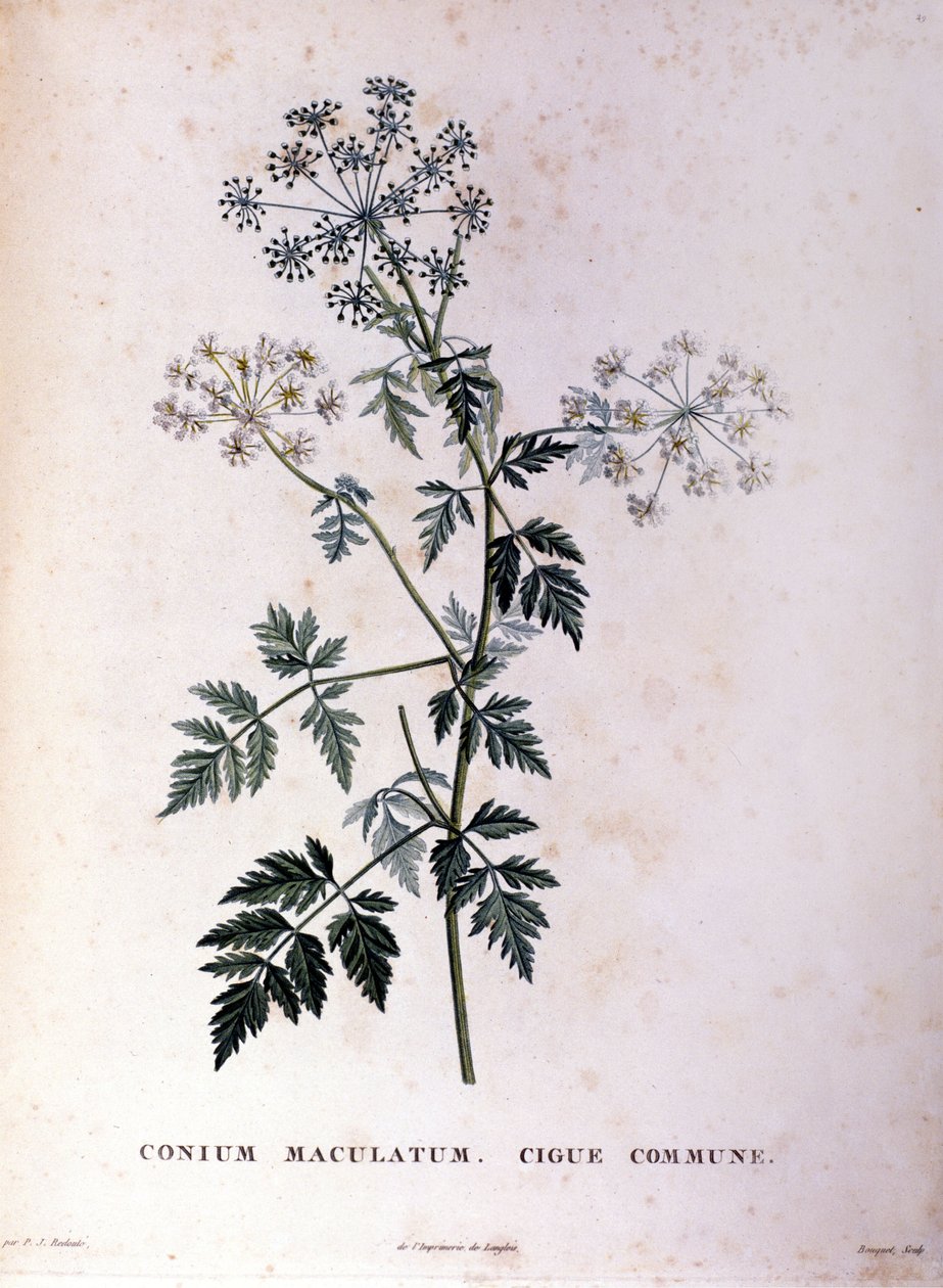 Jedlovec obecný. 18. století rytina. od Unknown artist