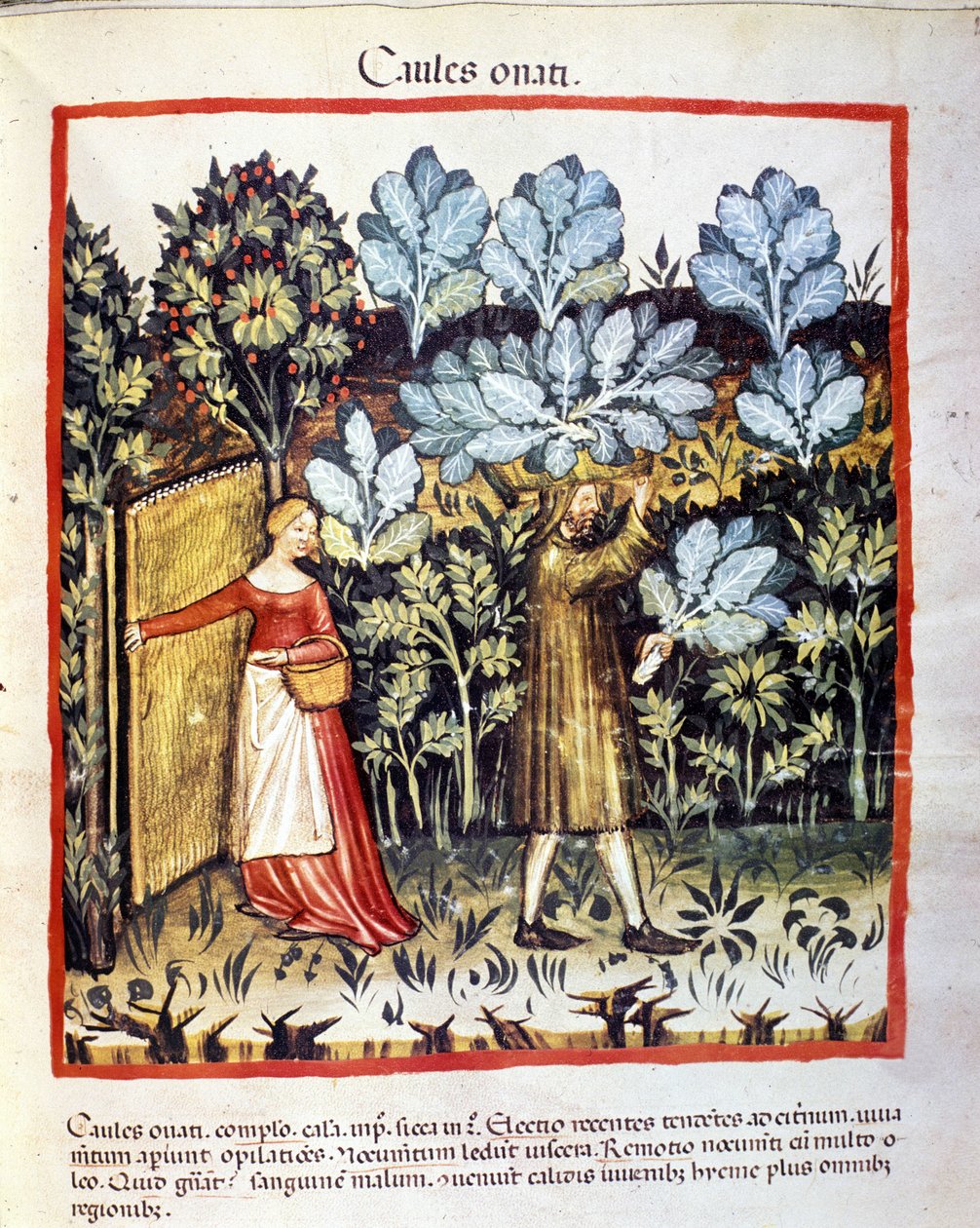 Úroda květu zelí v zeleninové zahradě. Osvětlení z dojení medicíny a dietetiky „“Tacuinum sanitatis““ od Unknown artist
