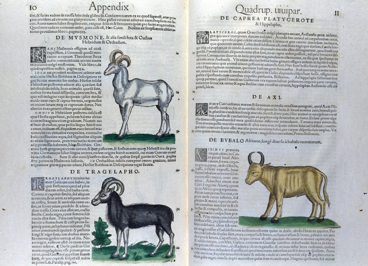 Dvojstrana čtyřnožců v Historia Animalium od Conrada Gesnera (1516 - 1565), Tiguri od Unknown artist