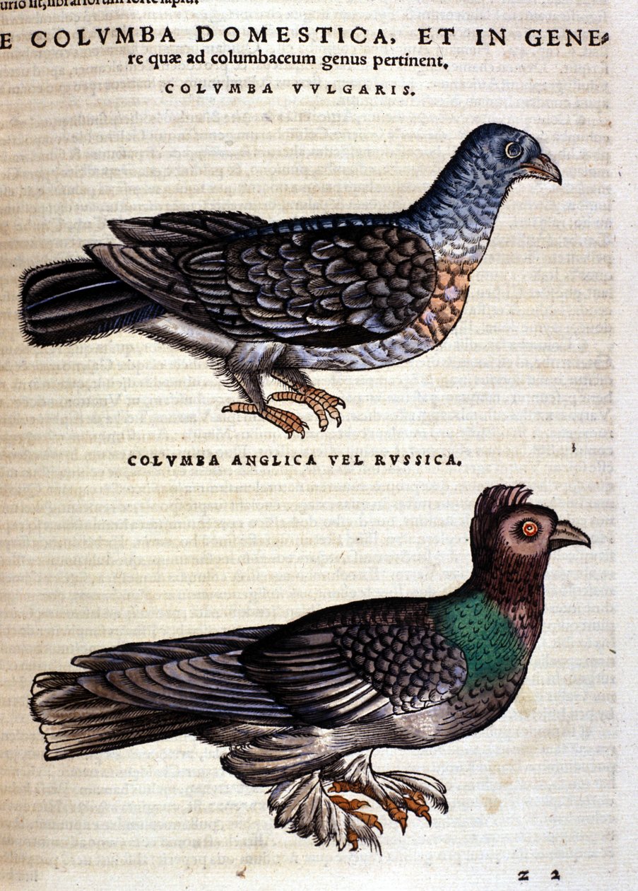 Holubice podle Historia Animalium Conrada Gesnera, Tiguri 1560. Biblioteca Nazionale Braidense. Milán od Unknown artist