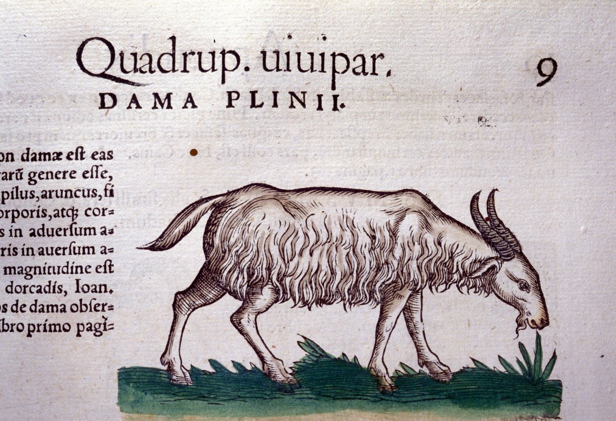 Koza po Historia animalium od Konrada Gesnera, Tiguri od Unknown artist