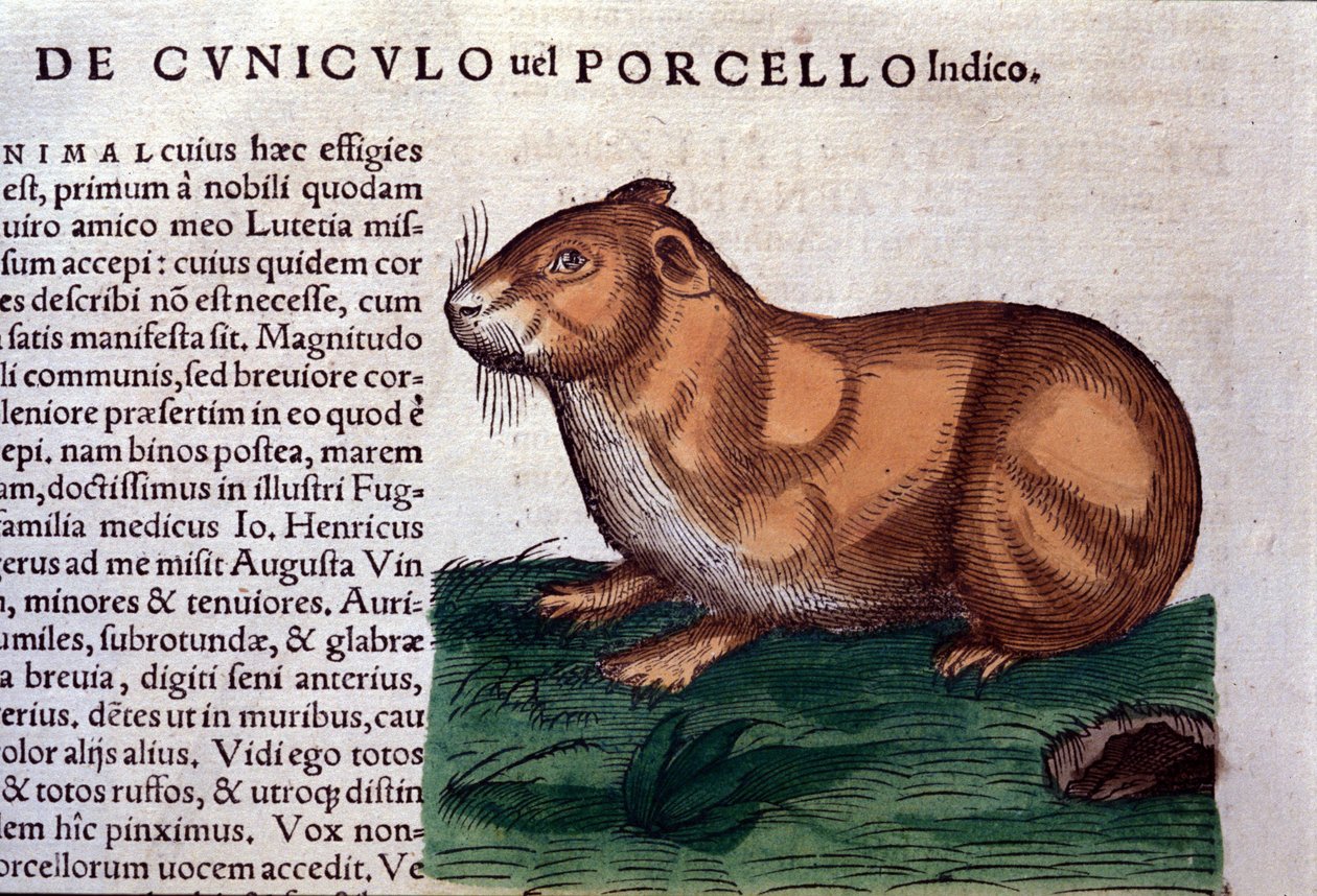 Morče po Historia animalium od Konrada Gesnera, Tiguri od Unknown artist