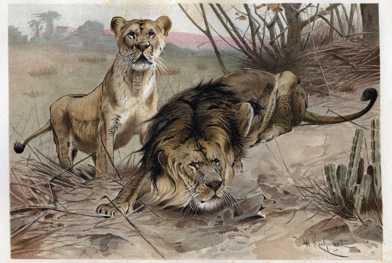 Lev (Panthera leo) - rytina z „“Brehmova života zvířat”” od Alfreda Edmunda Brehma (1829-1884) od Unknown artist