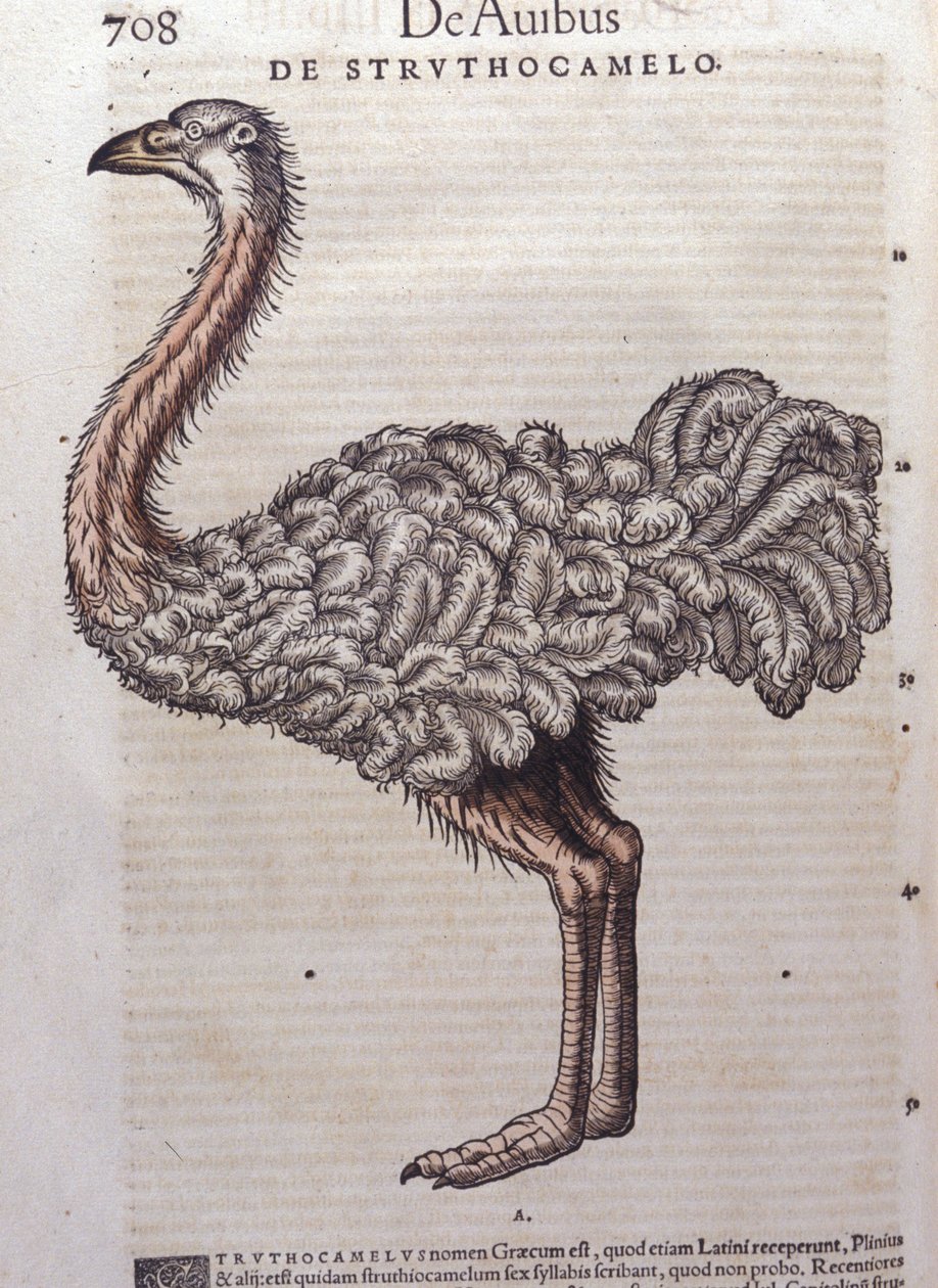 Pštros - z historie zvířat od Konrada Gesnera, Tiguri od Unknown artist