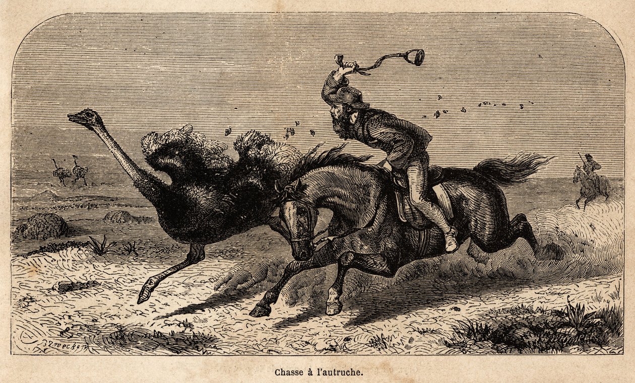 Lov pštrosa, nakreslený z fotografie, aby ilustroval příběh lovu v Africe od Williama Charlese Baldwina v letech 1852 až 1860. Rytina „“ Le tour du monde“, editoval Edouard Charton od Unknown artist