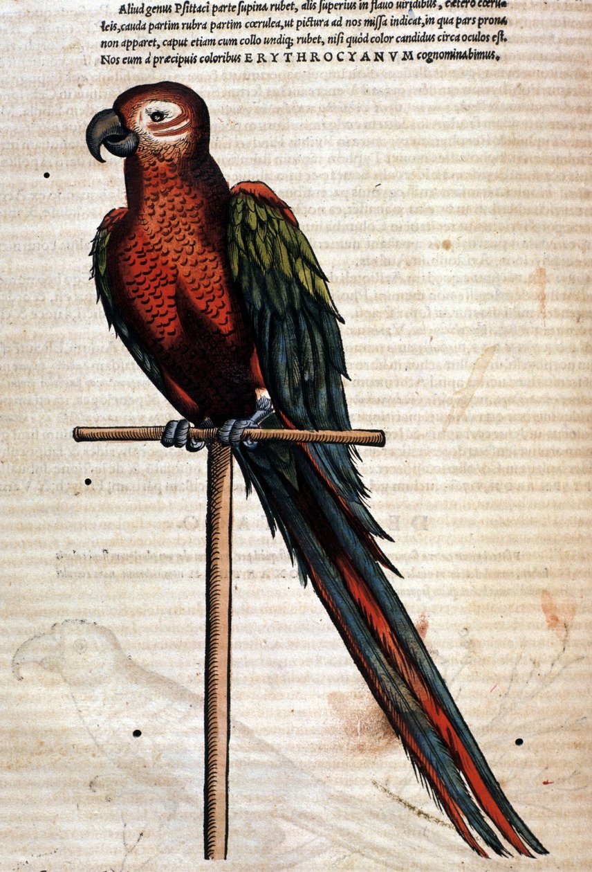 Papoušek podle Historia Animalium od Conrada Gesnera, Tiguri 1560. Biblioteca Nazionale Braidense. Milán od Unknown artist