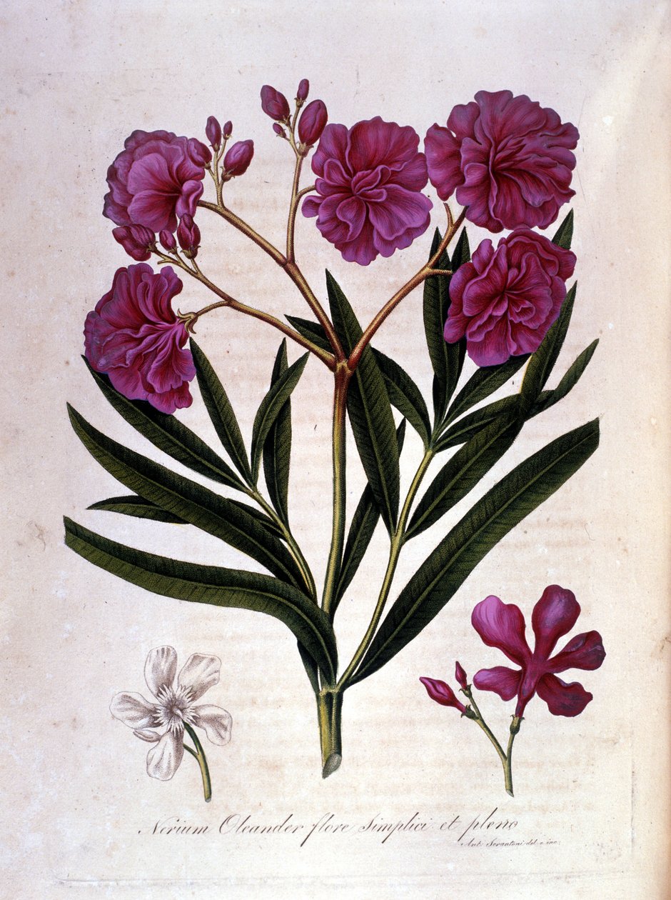 Růžový vavřín (oleandr) - herbář z 18. století. od Unknown artist