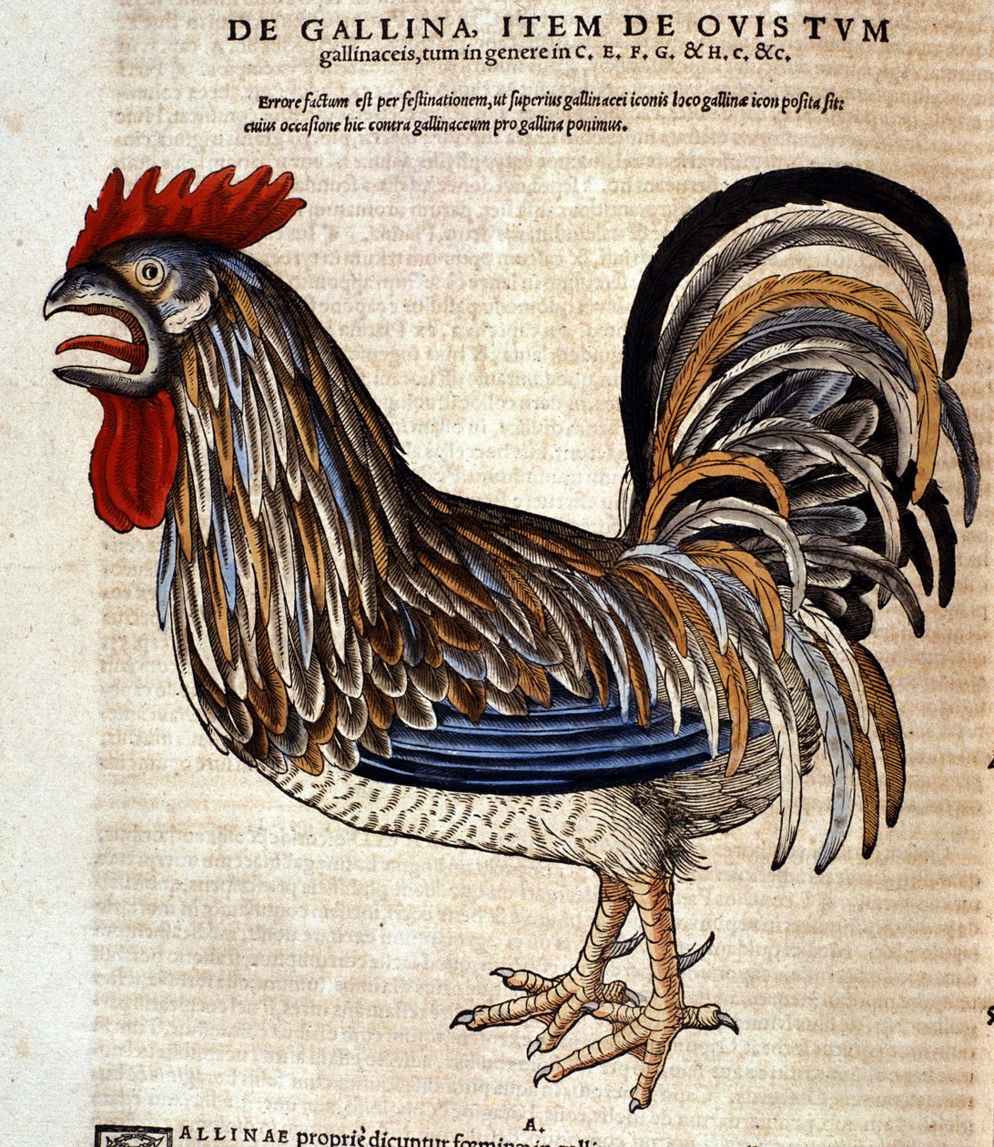 Kohout podle Historia Animalium od Conrada Gesnera, Tiguri 1560. Biblioteca Nazionale Braidense. Milán od Unknown artist