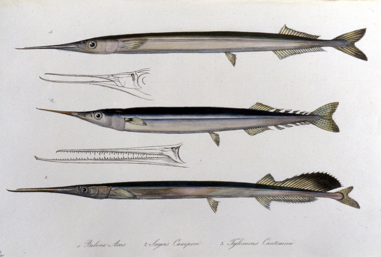 Mořská jehla. Přírodovědná deska. 19. století. od Unknown artist