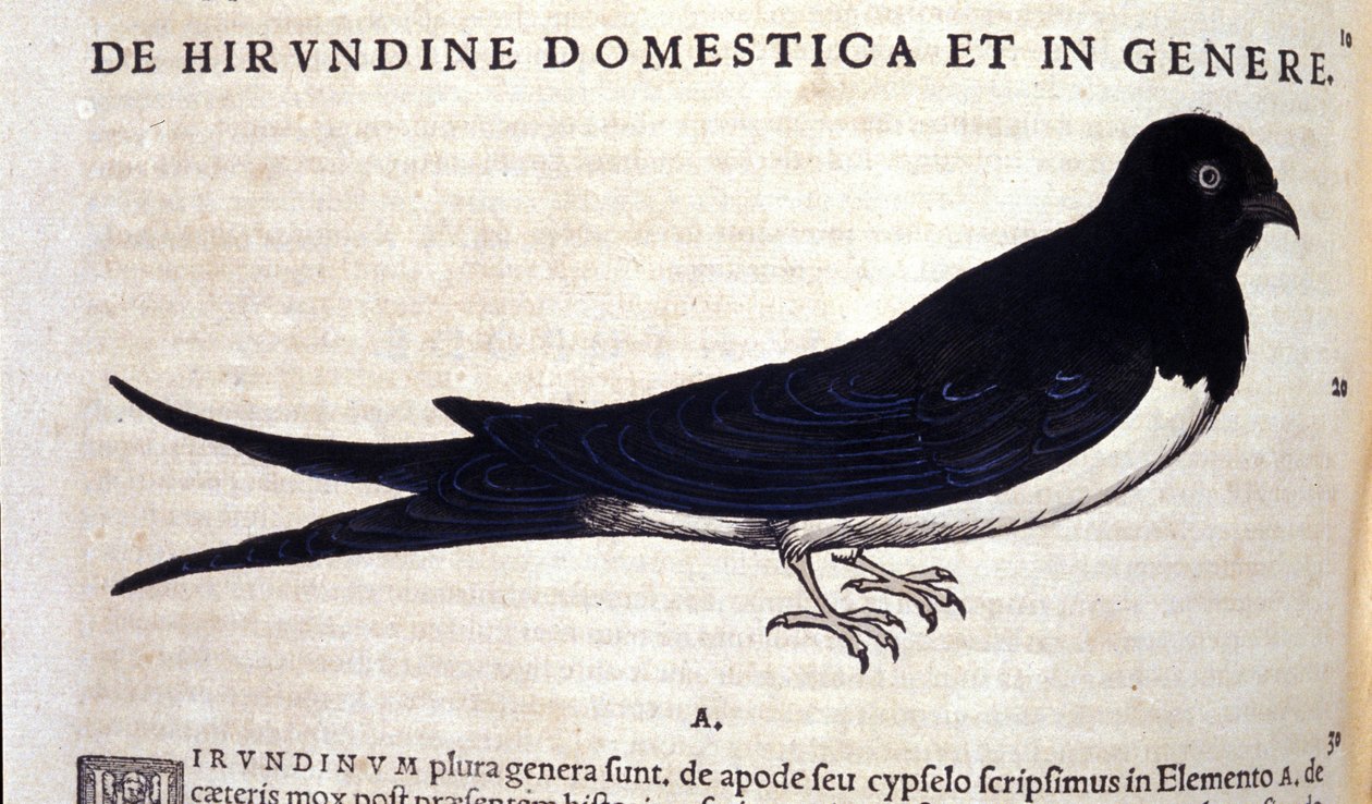 Vlaštovka po Historia animalium od Konrada Gesnera, Tiguri od Unknown artist