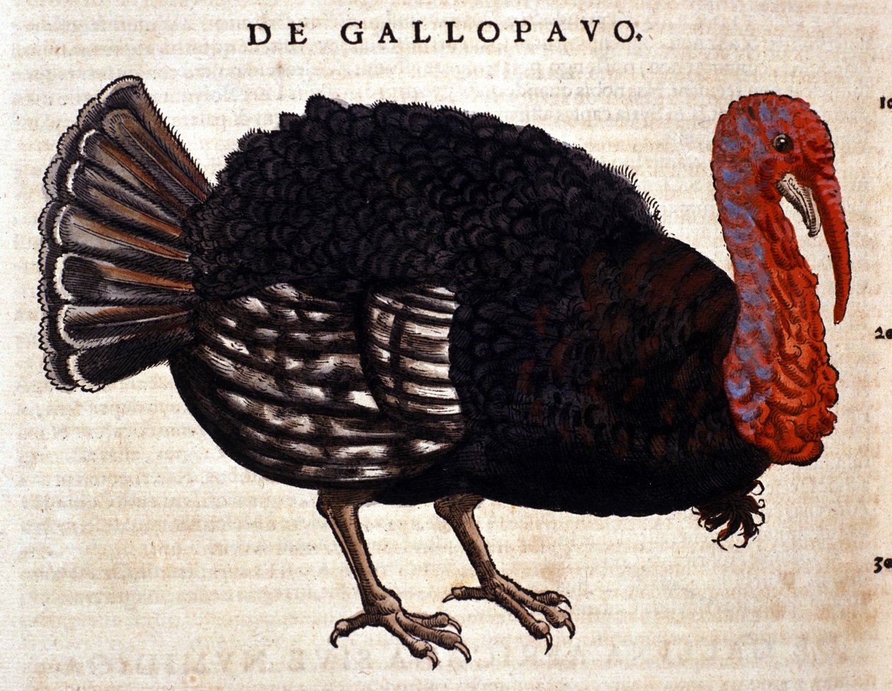 Krůta podle Historia Animalium Conrada Gesnera, Tiguri 1560. Biblioteca Nazionale Braidense. Milán od Unknown artist