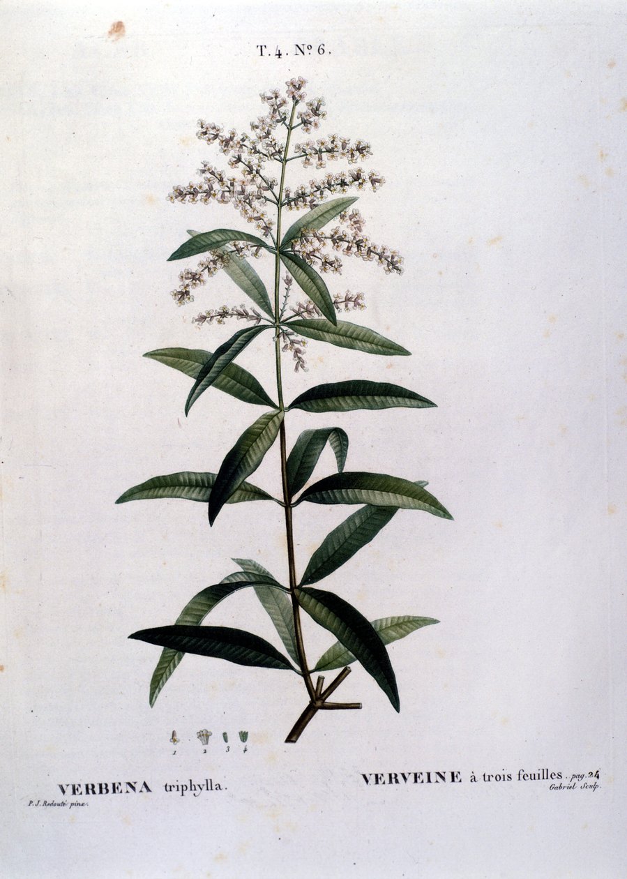 Verbena. 19. století rytina. od Unknown artist