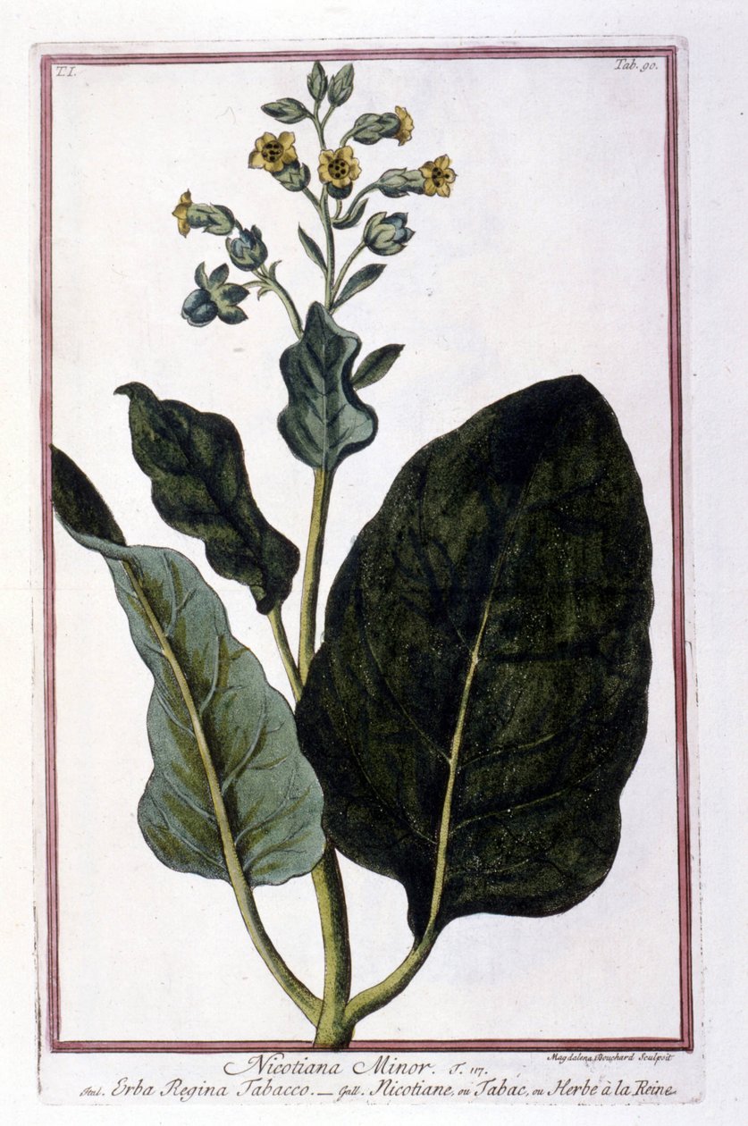 Rostlina tabáku (Nicotiana Minor). Botanická tabule z herbáře z 18. století. od Unknown artist