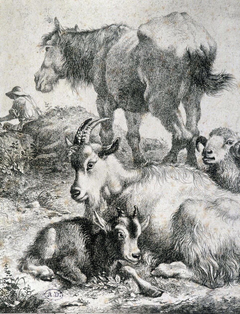 Tažený kůň, koza, koza a beran - rytina od Unknown artist