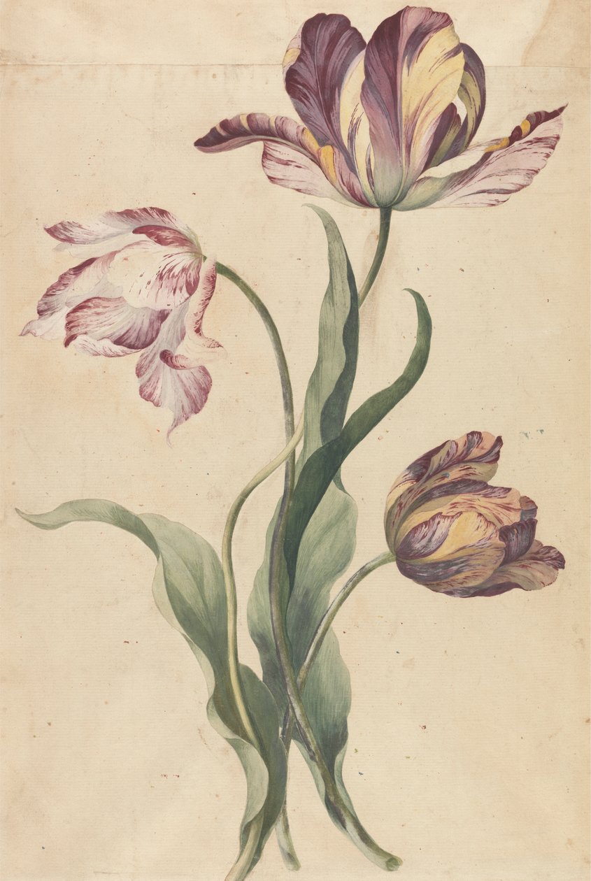 tulipány od Unknown artist